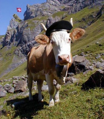 swiss_cow.jpg