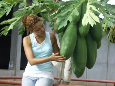 474531-papaya-0.jpg