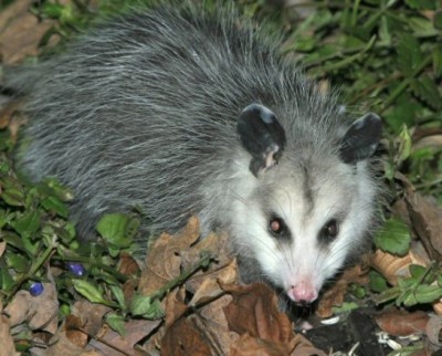 opposum.jpg