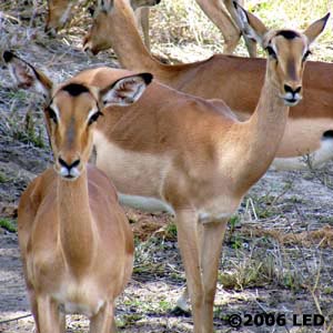 WebImpala03.jpg