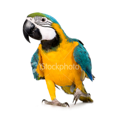 ist2_6022772-young-blue-and-yellow-macaw-ara-ararauna.jpg
