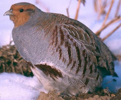 Perdix_perdix Jarebica.jpg