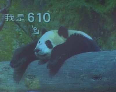 610.jpg