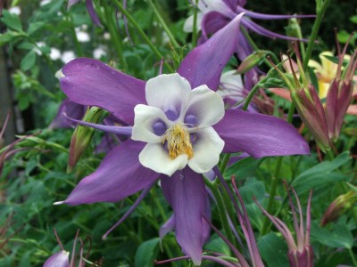 Aquilegia_x_hybrida_a1.jpg